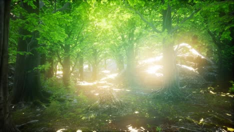 Morning-in-the-Misty-Spring-Forest-with-Sun-Rays